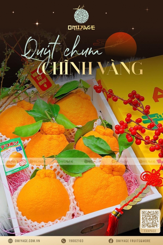 Quýt chum Nhật Bản - Dinh Dưỡng Vàng Cho Sức Khỏe